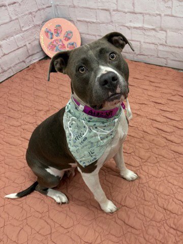 QUEENIE - Pit Bull Terrier for adoption in Dearborn