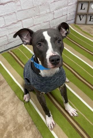 LAPORTA - Pit Bull Terrier available for adoption