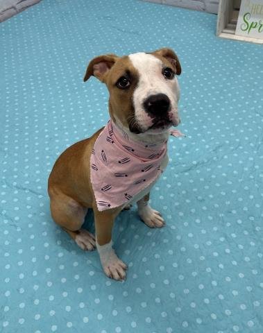 DOLCE - Pit Bull Terrier available for adoption