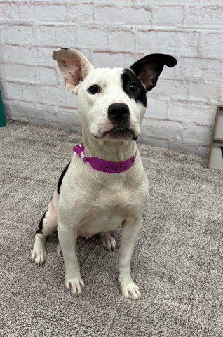 FLOATRY - American Pit Bull Terrier for adoption in Detroit