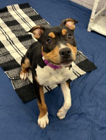 FRIEDA Image