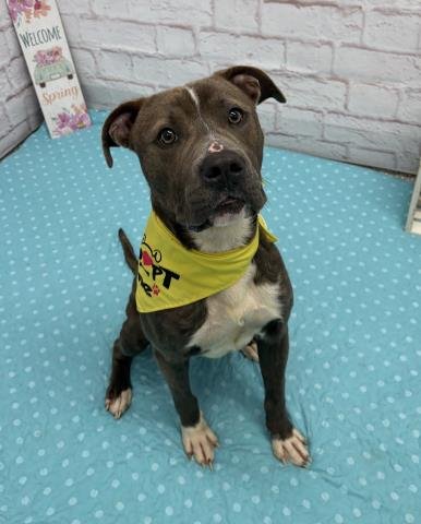 BABE RUTH - Pit Bull Terrier available for adoption