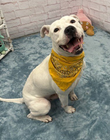 GUMBLE BUMBLE - Pit Bull Terrier for adoption in Dearborn
