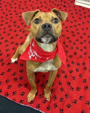 DIPSETTE - Pit Bull Terrier available for adoption