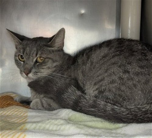 NOEMI - Domestic Short Hair available for adoption
