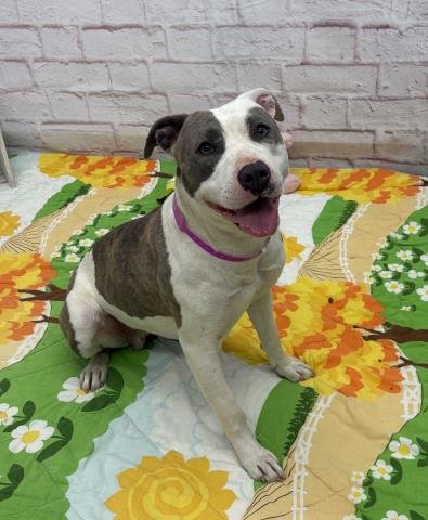 CATALPA - American Staffordshire Terrier for adoption in Detroit