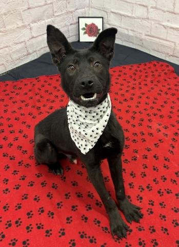ACACIA - German Shepherd Dog for adoption in Detroit