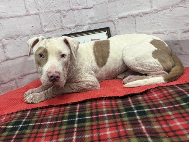 WINTERMINT - American Staffordshire Terrier available for adoption