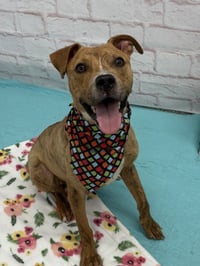 MR. WIGGLES - Photo 1