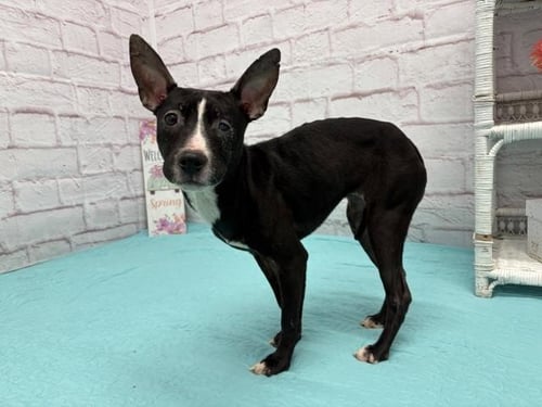 MARSH - Pit Bull Terrier for adoption in Warren