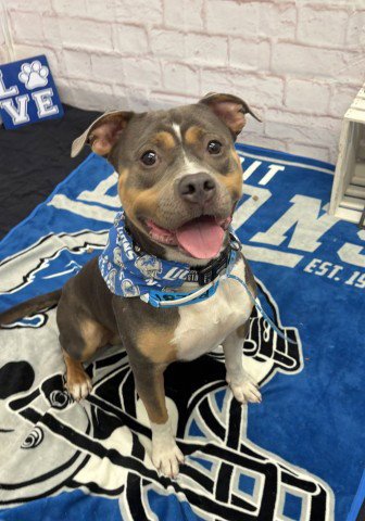 BROWNIE - Pit Bull Terrier available for adoption