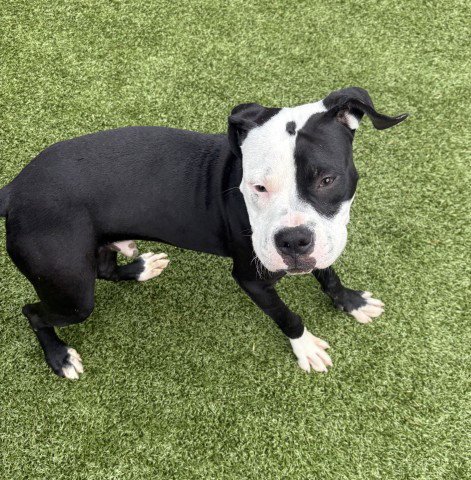 KOLB - American Staffordshire Terrier available for adoption