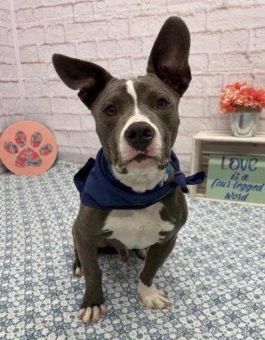 BLINKY BEANS - Pit Bull Terrier available for adoption