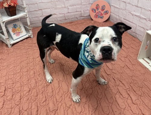 CLANG - American Staffordshire Terrier for adoption in Dearborn