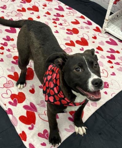 SNIFFENTINE - Pit Bull Terrier / Husky available for adoption