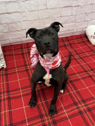LUNA FRENCH - American Staffordshire Terrier available for adoption