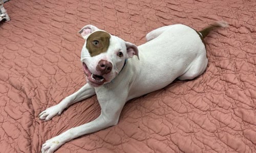ROSEMARY - American Staffordshire Terrier for adoption in Dearborn