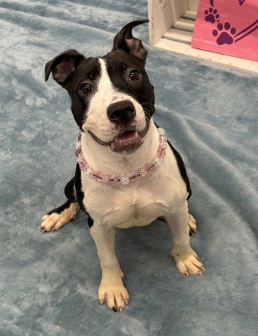 BELLA DORA