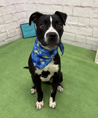 LUCID - Boxer / Pit Bull Terrier for adoption in Detroit