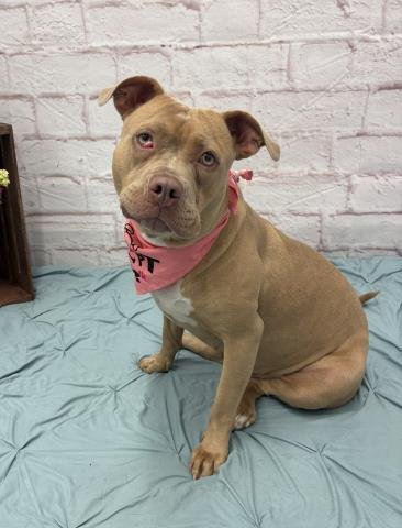 STERLING - Pit Bull Terrier for adoption in Dearborn