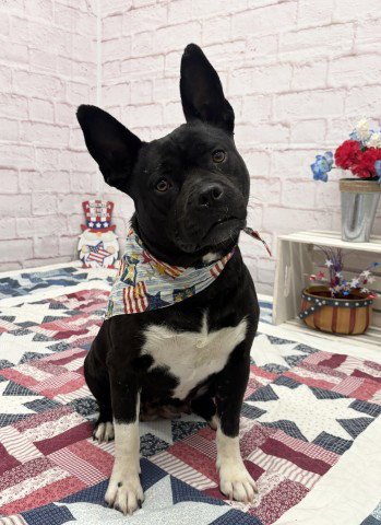 SHI GURL - Pit Bull Terrier / Boston Terrier available for adoption