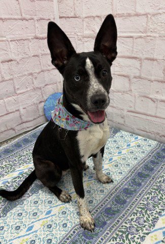 ROXY HEART - Border Collie available for adoption
