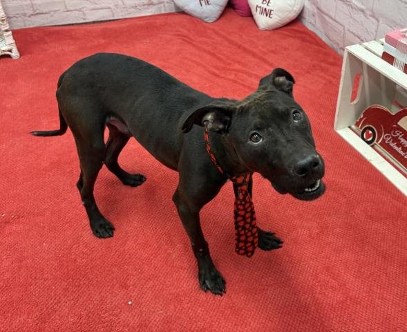 MATHLETE TIM PAK - Pit Bull Terrier available for adoption