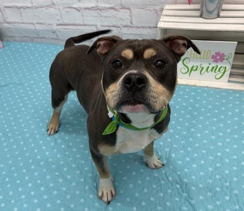 ROALD - Pit Bull Terrier available for adoption