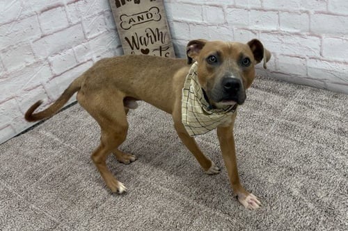 HANK BALLARD - Pit Bull Terrier for adoption in Detroit