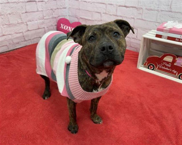 TAFFETA - Pit Bull Terrier available for adoption