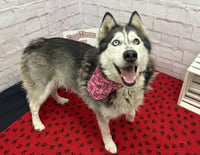 LUNA - Photo 1