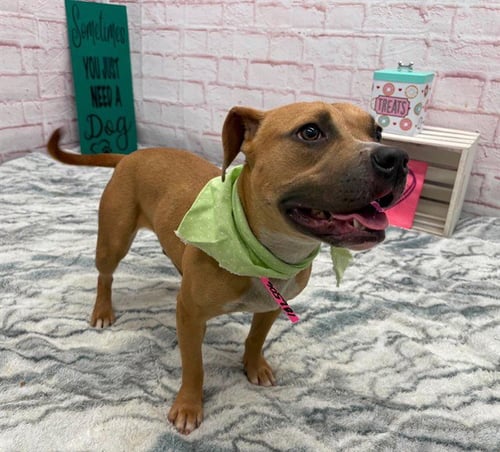 KHALIDA - Pit Bull Terrier for adoption in Dearborn