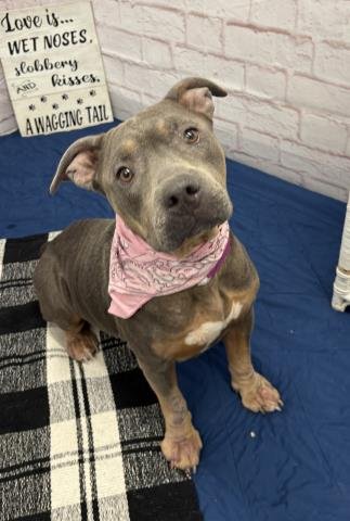 FLAMBO - Pit Bull Terrier available for adoption