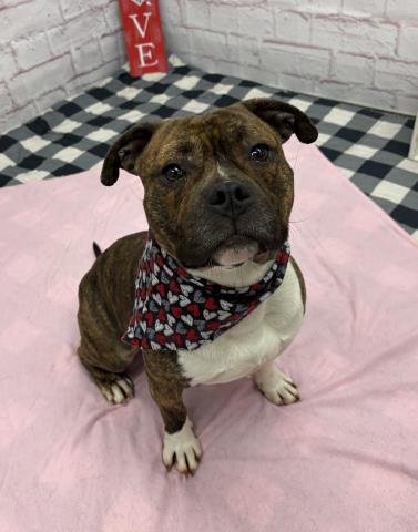 HOLLAR - Staffordshire Bull Terrier available for adoption