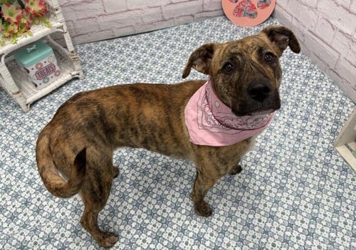 MOOREA - Pit Bull Terrier available for adoption