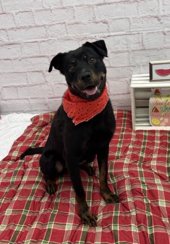 TOPIARY NOSE - Rottweiler for adoption in Troy