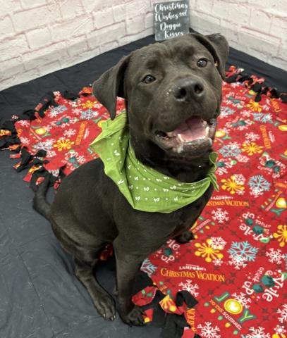 JOYCE B - Pit Bull Terrier for adoption in Dearborn