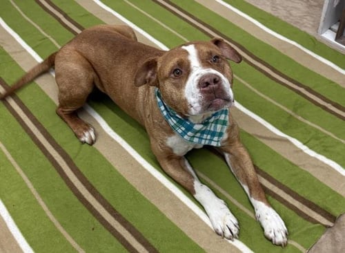 RODOLFO - Pit Bull Terrier available for adoption