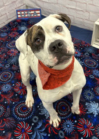 CHARLIE HIDES - Pit Bull Terrier available for adoption