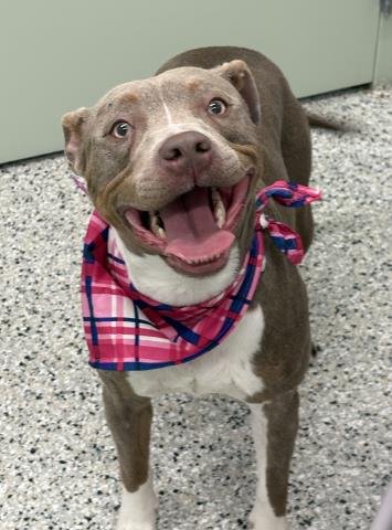 CRISPY TREAT - Pit Bull Terrier available for adoption