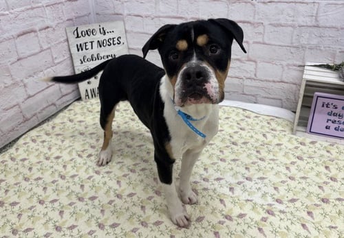 RONALDO - American Staffordshire Terrier for adoption in Detroit