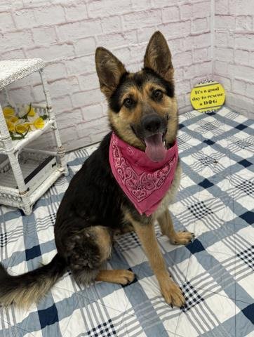 ZOPF - German Shepherd Dog available for adoption