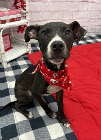 FURCHUNE - Pit Bull Terrier available for adoption