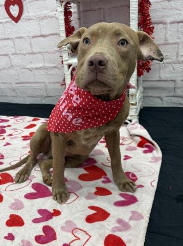 ENDEAR MINTCREAM - Pit Bull Terrier available for adoption