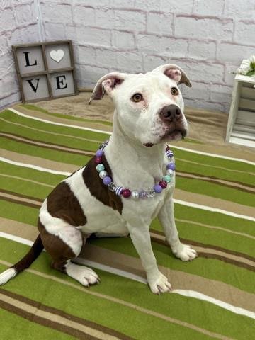 WILD STRAWBERRY - Pit Bull Terrier available for adoption