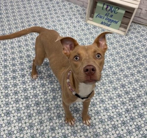 WIGGLY SPRINKLES - Pit Bull Terrier available for adoption