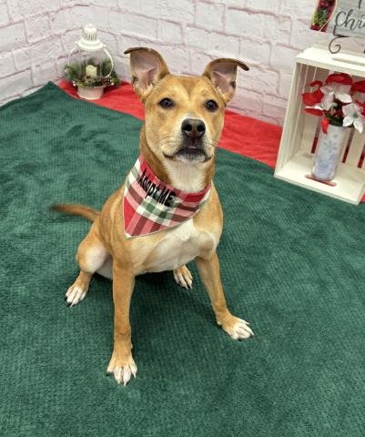 AMERY - Pit Bull Terrier available for adoption