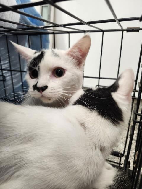 SLOTH - Domestic Short Hair available for adoption