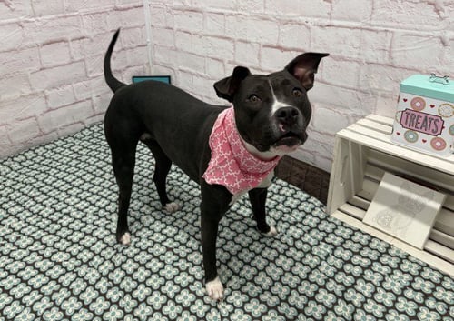 FROOT LOOPS - Pit Bull Terrier available for adoption