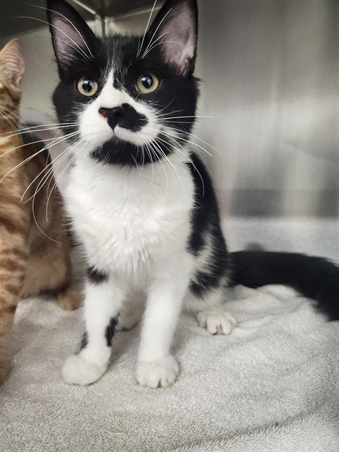SILVERMIST - Domestic Short Hair for adoption in Warren